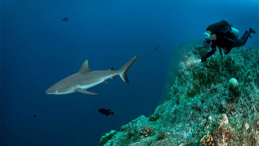 Fish 'n Fins Palau | Fish & Fins Dive Center Palau Micronesia