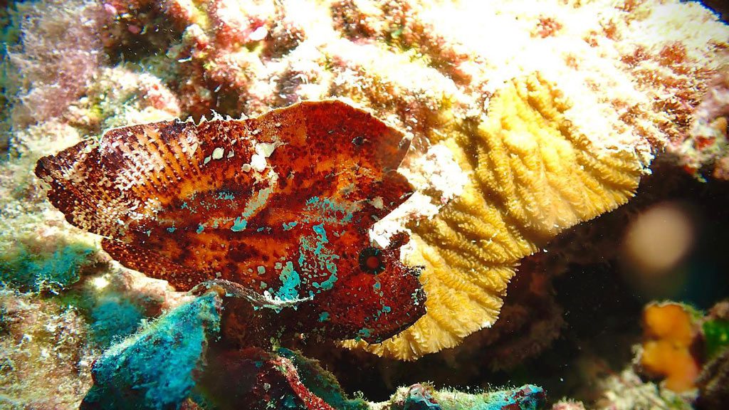 Neco Marine Dive Centre Palau, Micronesia