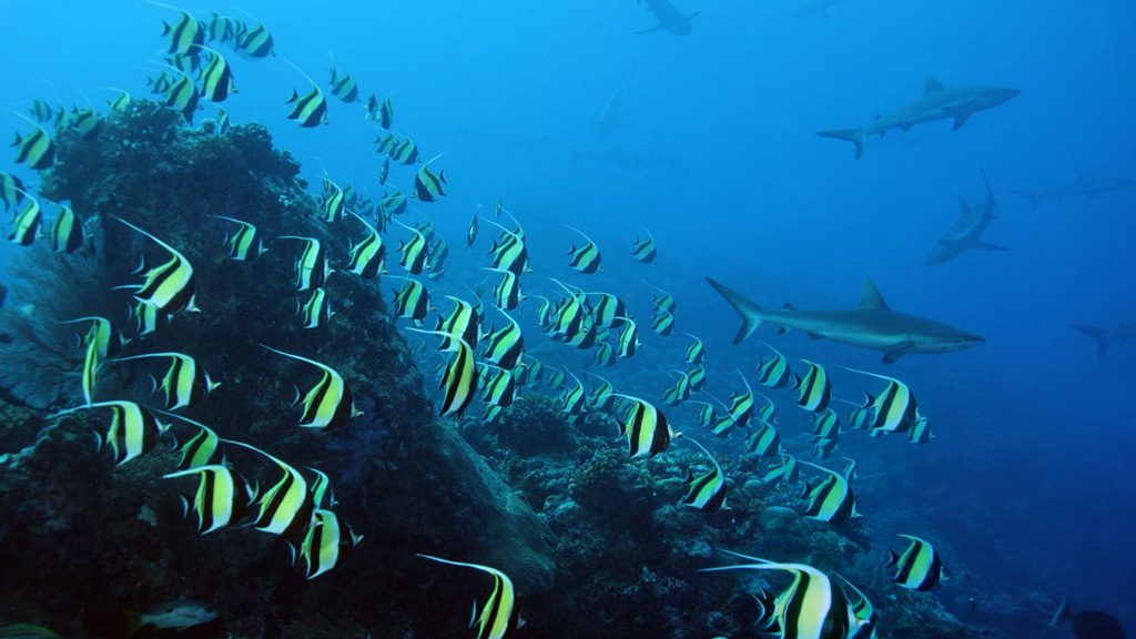 Neco Marine Dive Centre Palau, Micronesia