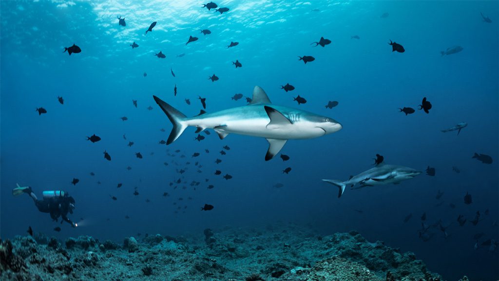 Fish 'n Fins Palau | Fish & Fins Dive Center Palau Micronesia