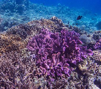 Diving halmahera – paradise for coral-lovers