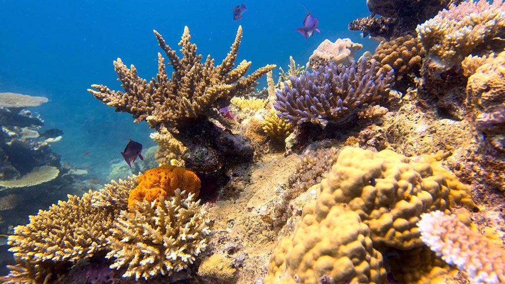 Sau Bay Resort and Spa, Taveuni, Fiji