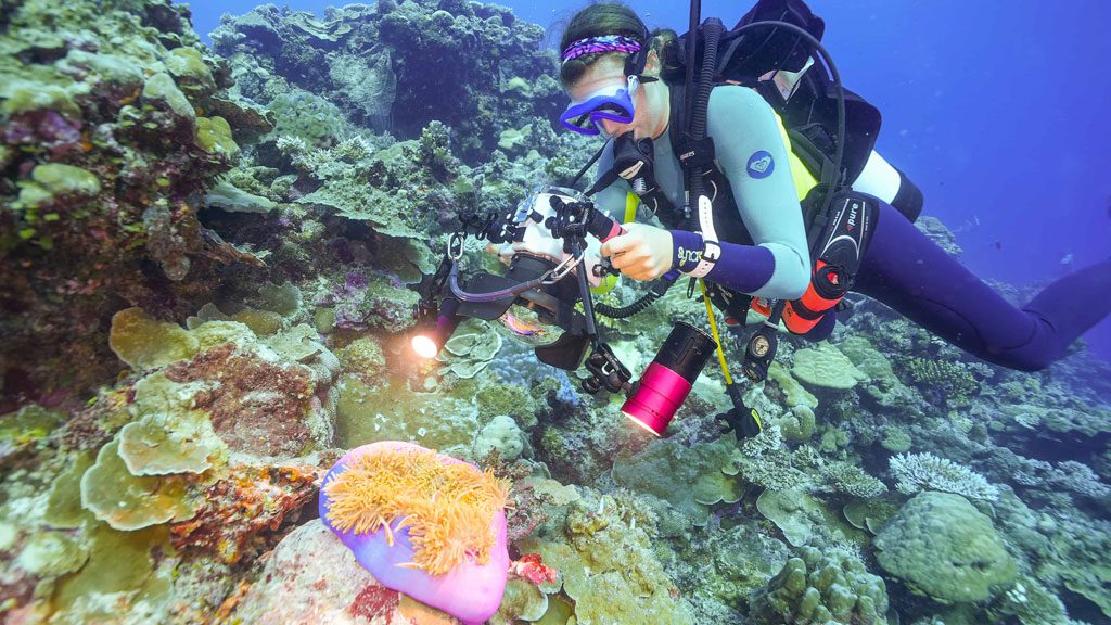 M/Y Black Pearl Liveaboard, Palau, Micronesia