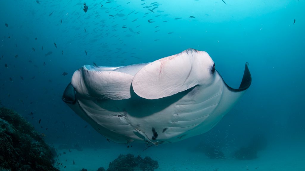 42 my black pearl liveaboard palau micronesia underwater ray