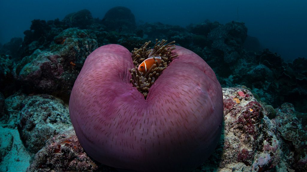 M/Y Black Pearl Liveaboard, Palau, Micronesia