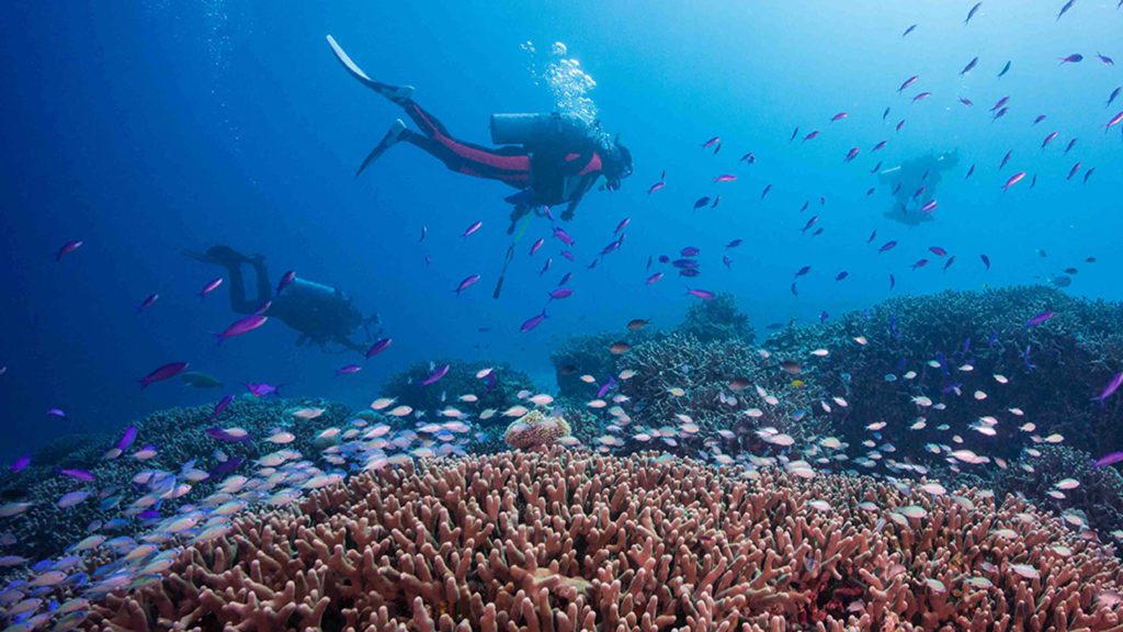 Dive okinawa kerama siru divers above reef with basslets 2