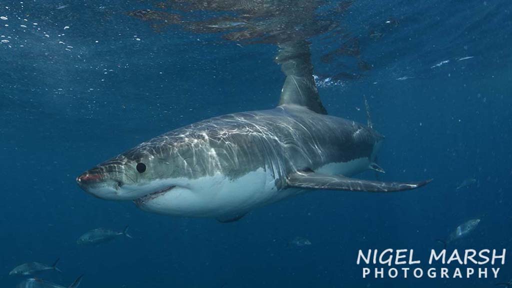The highs and lows of photographing great white sharks