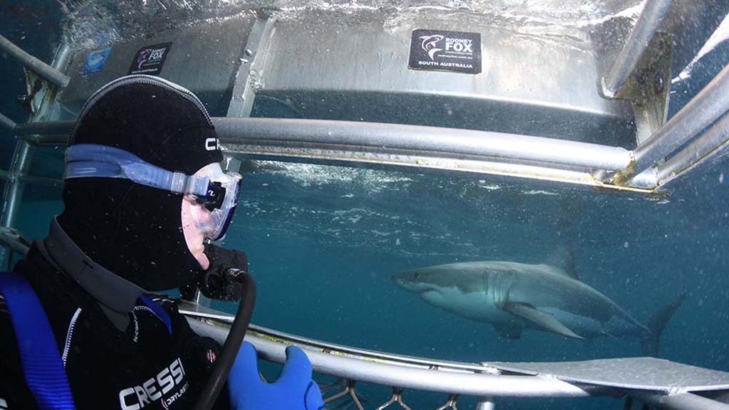 Rodney Fox Great white shark dive