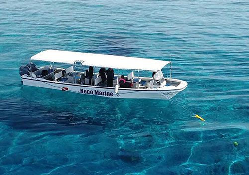 Palau: fly stay dive packages from aud 3800 pp