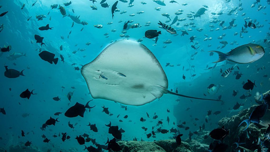 16 white pearl liveaboard maldives rays