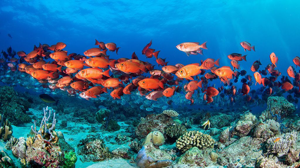 Maldives big eye snapper school shutterstock 2055057926