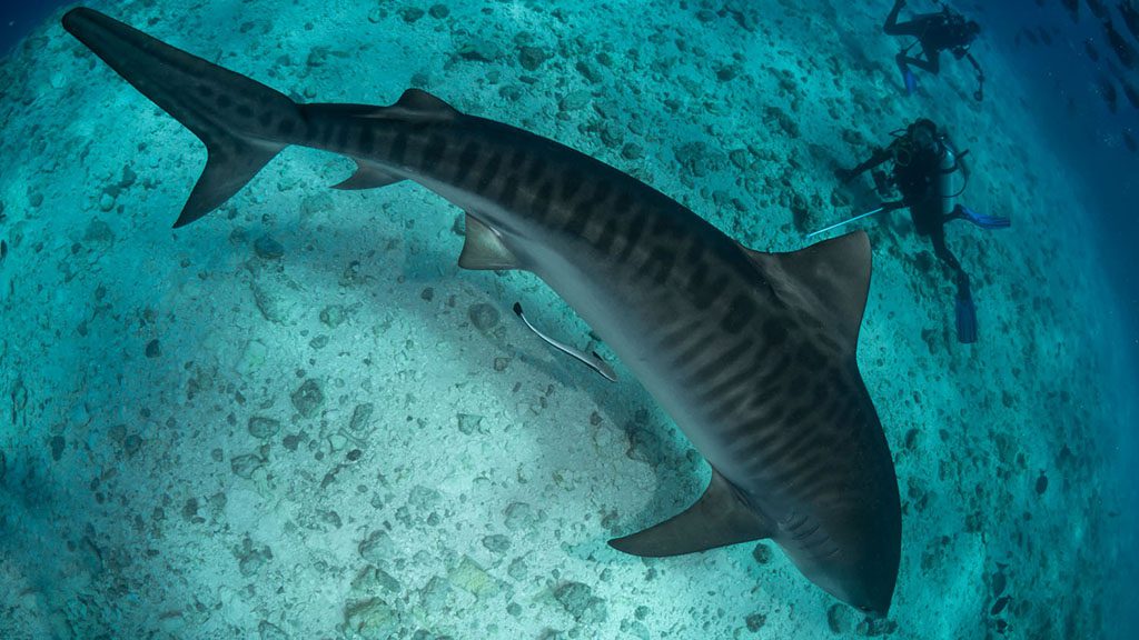 Pirate the Maldivian tiger shark. Yoga Leggings are a benefit for Nature  friends of Maldives marine conservation efforts-One Ocean Designs, One  ocean Clothing, One Ocean Hawaii, Shop One Ocean, One Ocean shark