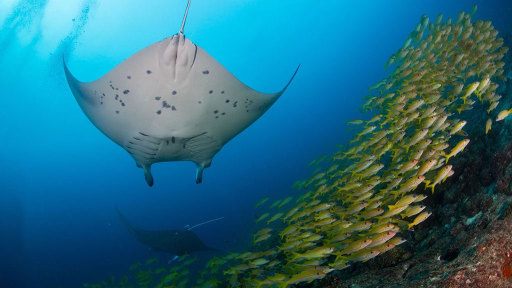 Maldives manta and yellow snapper shutterstock 215244244