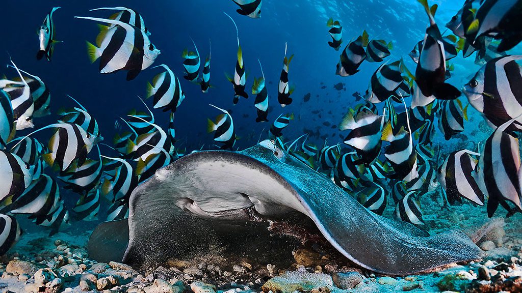 Maldives north male ray and banner fish shutterstock 790765489