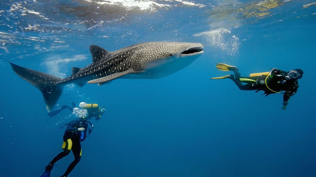 Maldives sun island whale shark shutterstock 70095013