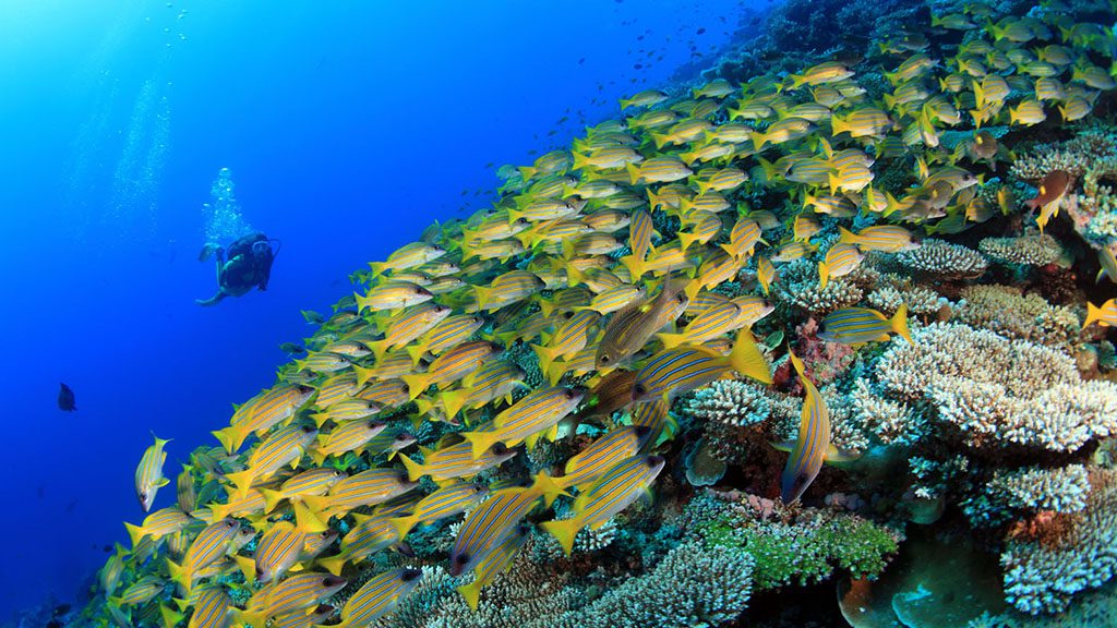 Maldives yellow stripe snapper shutterstock 119694235