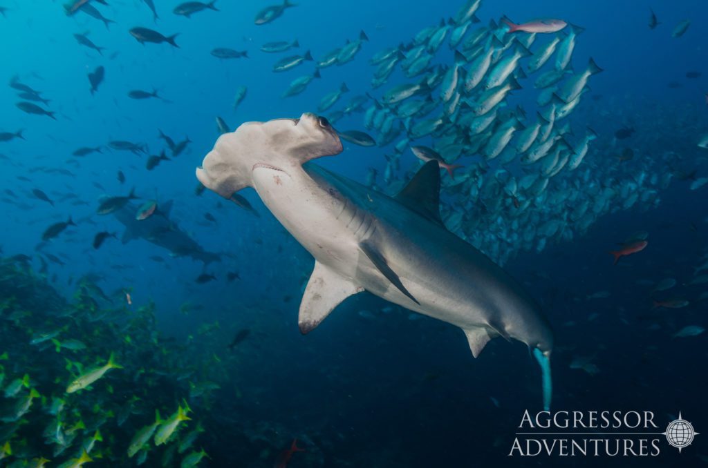 12 cocos island aggressor liveaboard cocos island costa rica hammerhead jacks