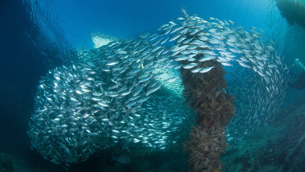 Raja Ampat Aggressor II, Liveaboard, Indonesia, The Coral Triangle