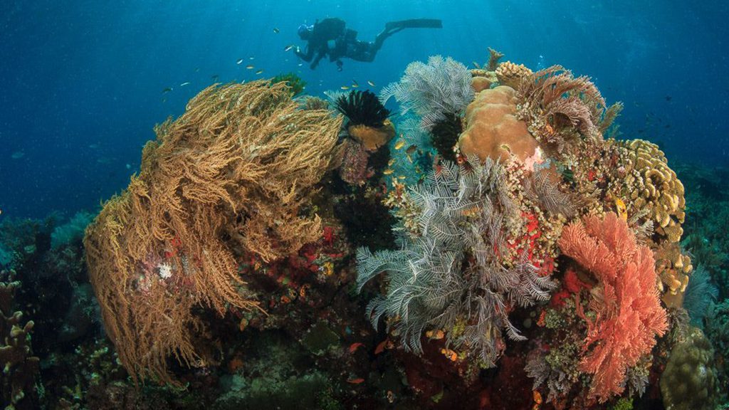 13 white manta raja ampat komodo indonesia diver coral