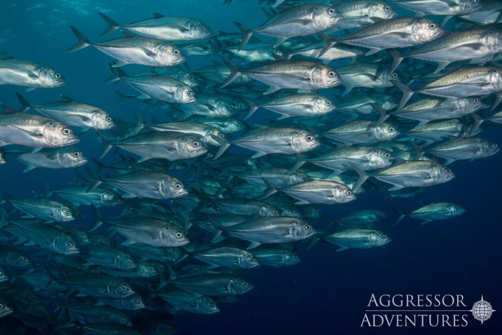 14 cocos island aggressor liveaboard cocos island costa rica jacks