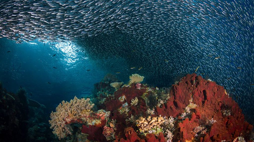 14 white manta raja ampat komodo indonesia glassfish misool