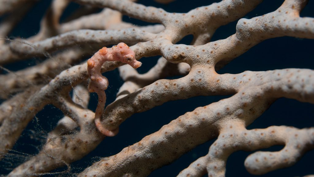 Mermaid II Liveaboard, Komodo, Raja Ampat, Bali, Indonesia