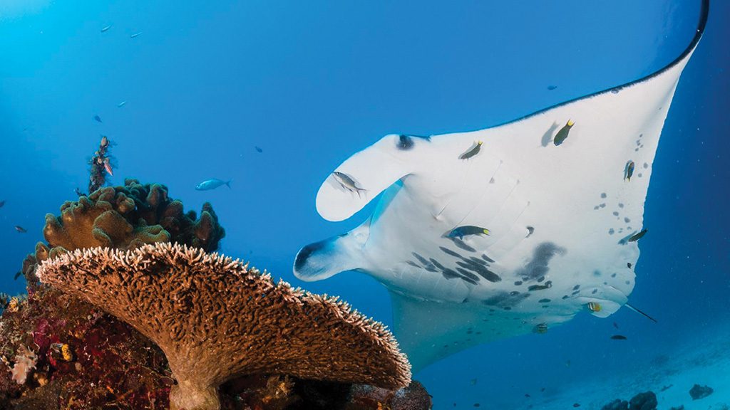 Raja Ampat Aggressor II, Liveaboard, Indonesia, The Coral Triangle