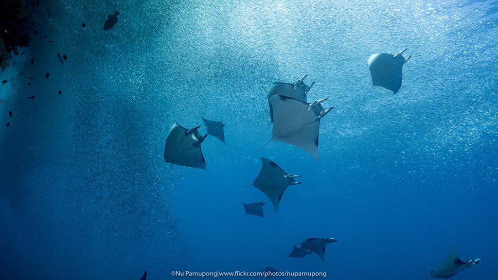 15 white manta raja ampat komodo indonesia mobula rays