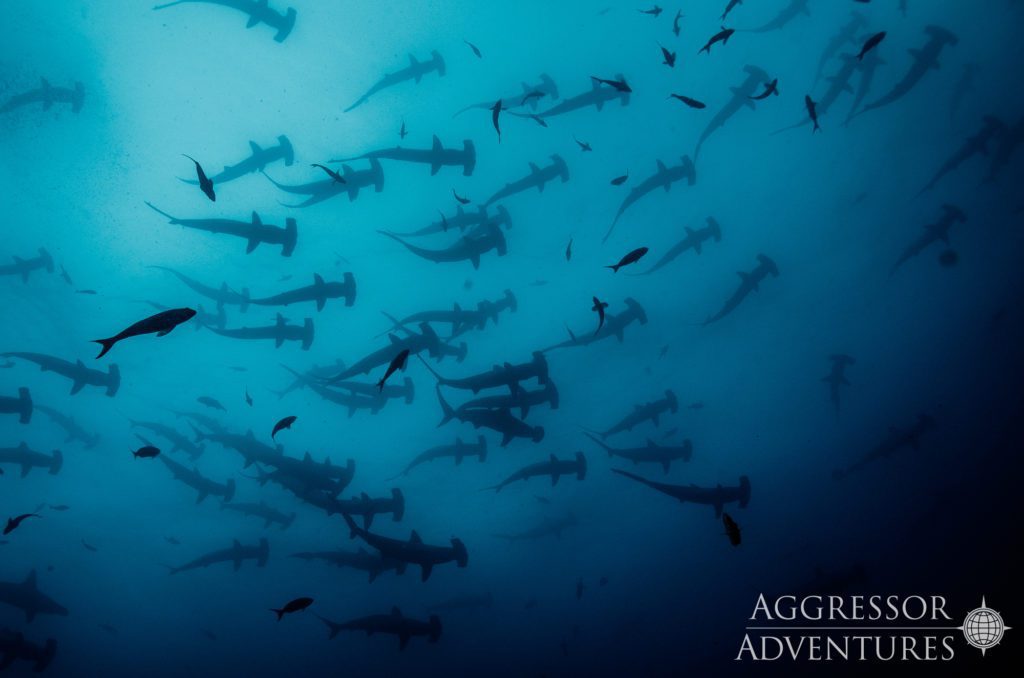 16 cocos island aggressor liveaboard cocos island costa rica schooling hammerheads