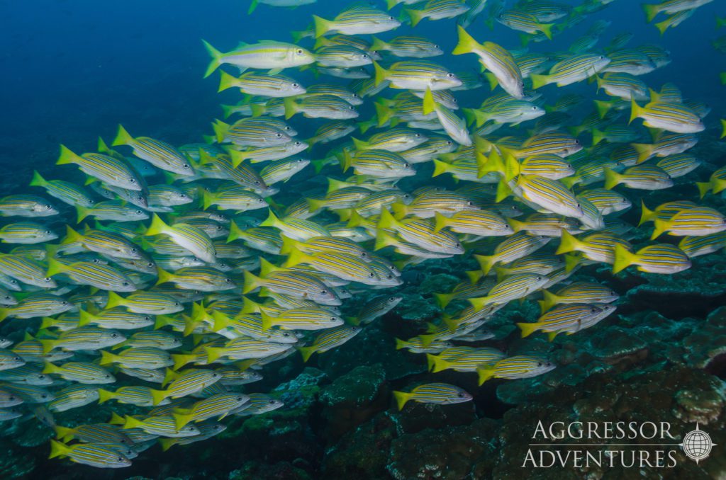 17 cocos island aggressor liveaboard cocos island costa rica schooling snapper