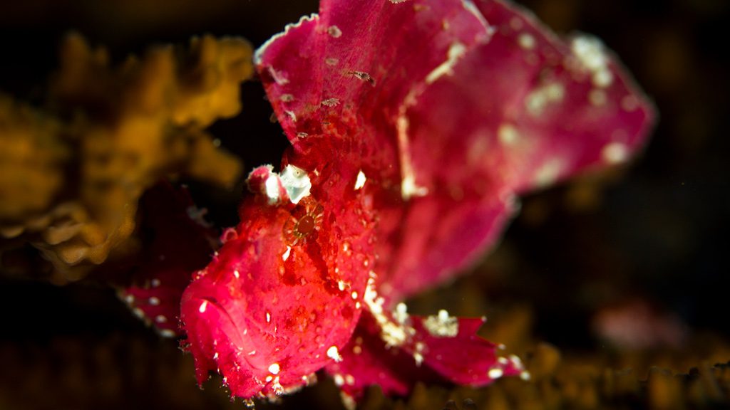 Mermaid II Liveaboard, Komodo, Raja Ampat, Bali, Indonesia