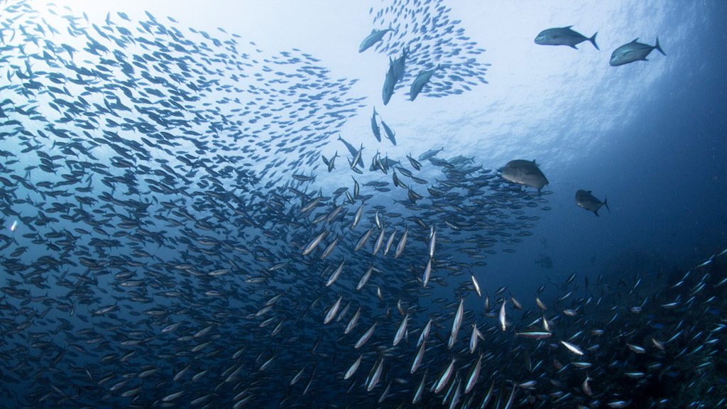 Mermaid II Liveaboard, Komodo, Raja Ampat, Bali, Indonesia