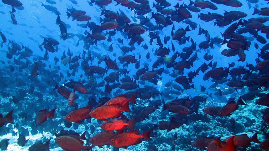 19 Top Dive South North Fakarava French Polynesia Fakarava Alibaba 5653