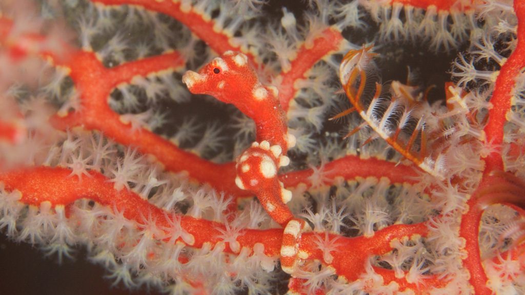 Raja Ampat Aggressor II, Liveaboard, Indonesia, The Coral Triangle