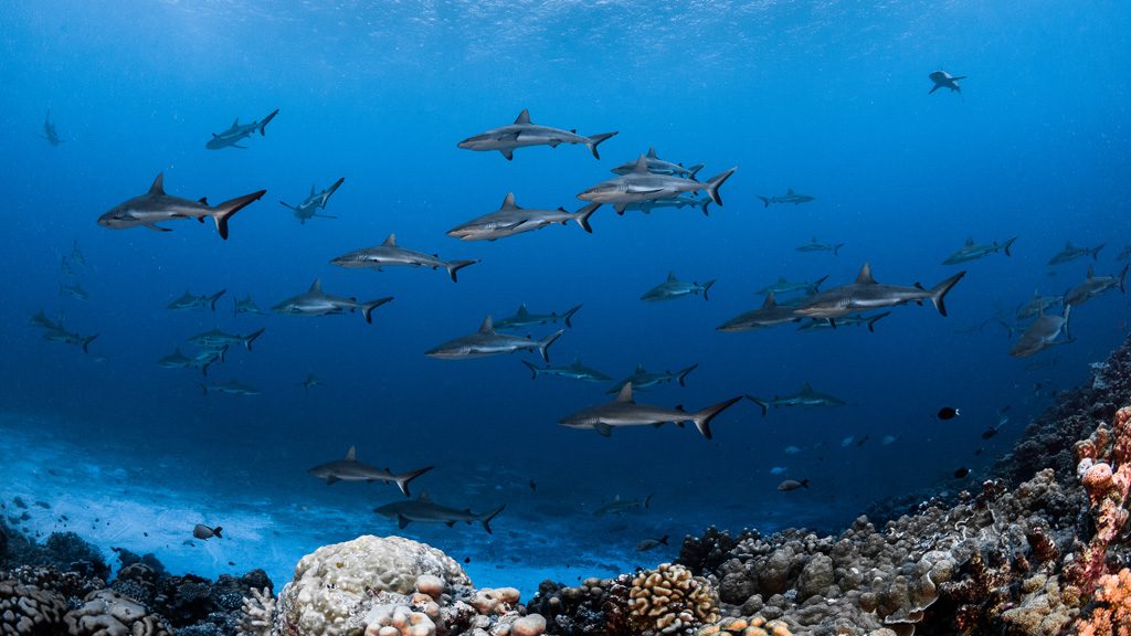 2 Top Dive South North Fakarava French Polynesia hero