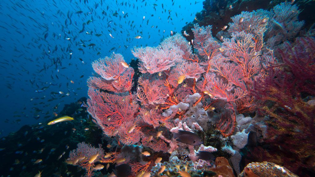 Mermaid II Liveaboard, Komodo, Raja Ampat, Bali, Indonesia