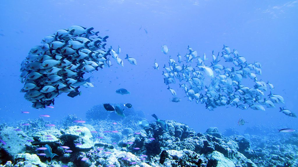 20 Top Dive South North Fakarava French Polynesia Fakarava school of fish 5736