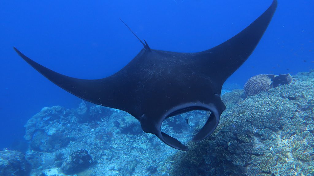 21 Mermaid II Liveaboard Komodo Raja Ampat Bali Indonesia ray