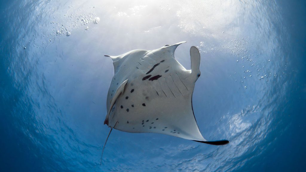 25 Top Dive South North Fakarava French Polynesia Fakarava manta credit Frederique Legrand