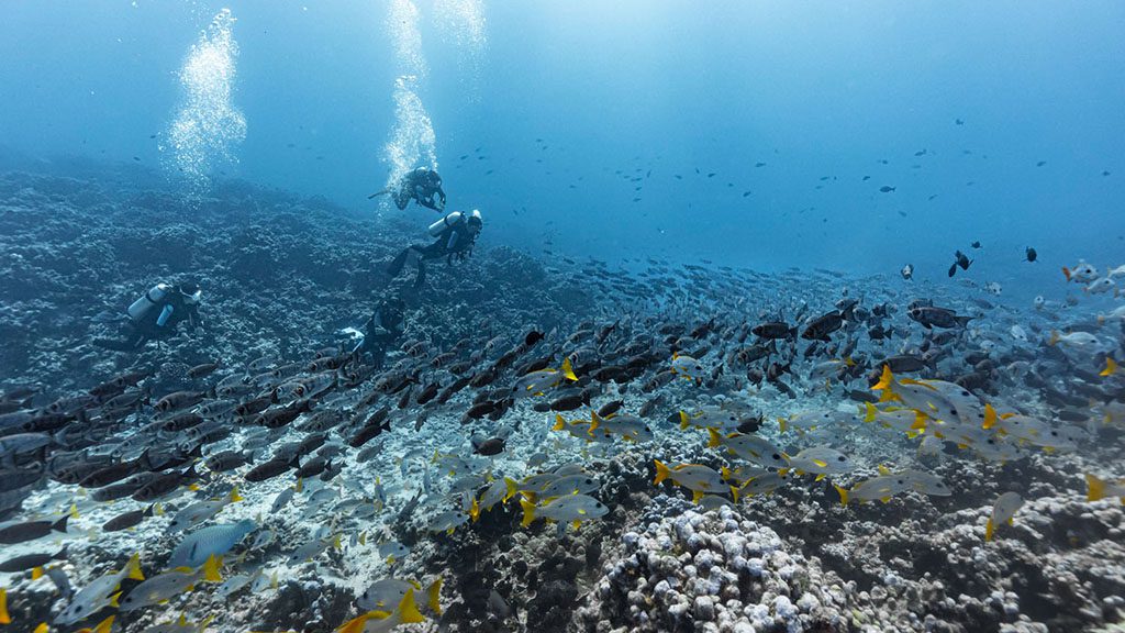 26 Top Dive South North Fakarava French Polynesia Fakarava north passe Alexandre Voyer