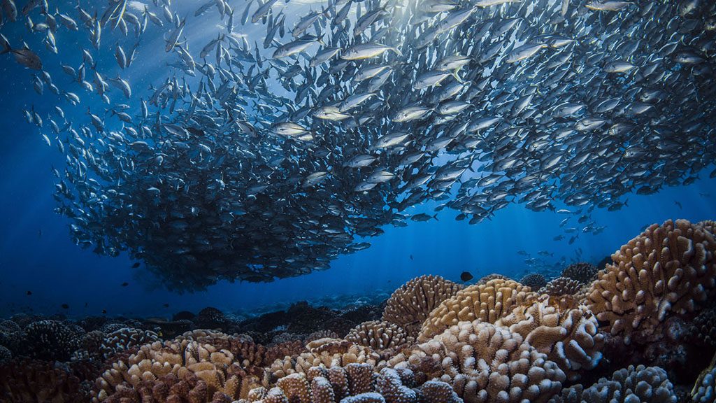 27 Top Dive South North Fakarava French Polynesia Fakarava school of jacks credit Frederique Legrand