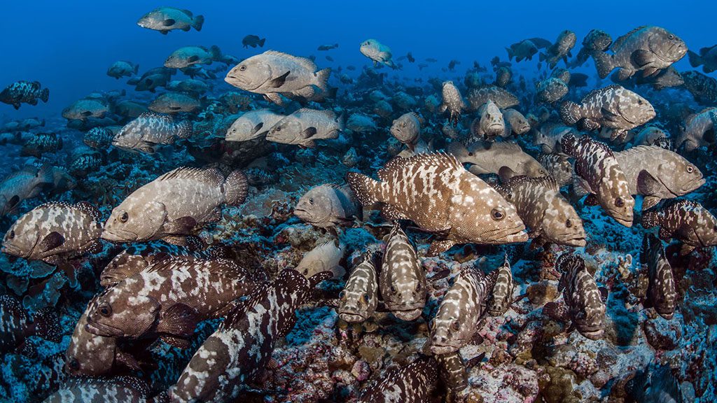 28 Top Dive South North Fakarava French Polynesia Fakarava south passe grouper spawning credit Frederique Legrand