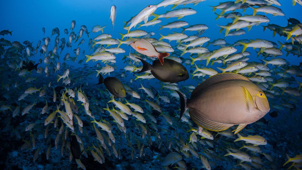 29 Top Dive South North Fakarava French Polynesia Surgeon and snapper credit Frederique Legrand