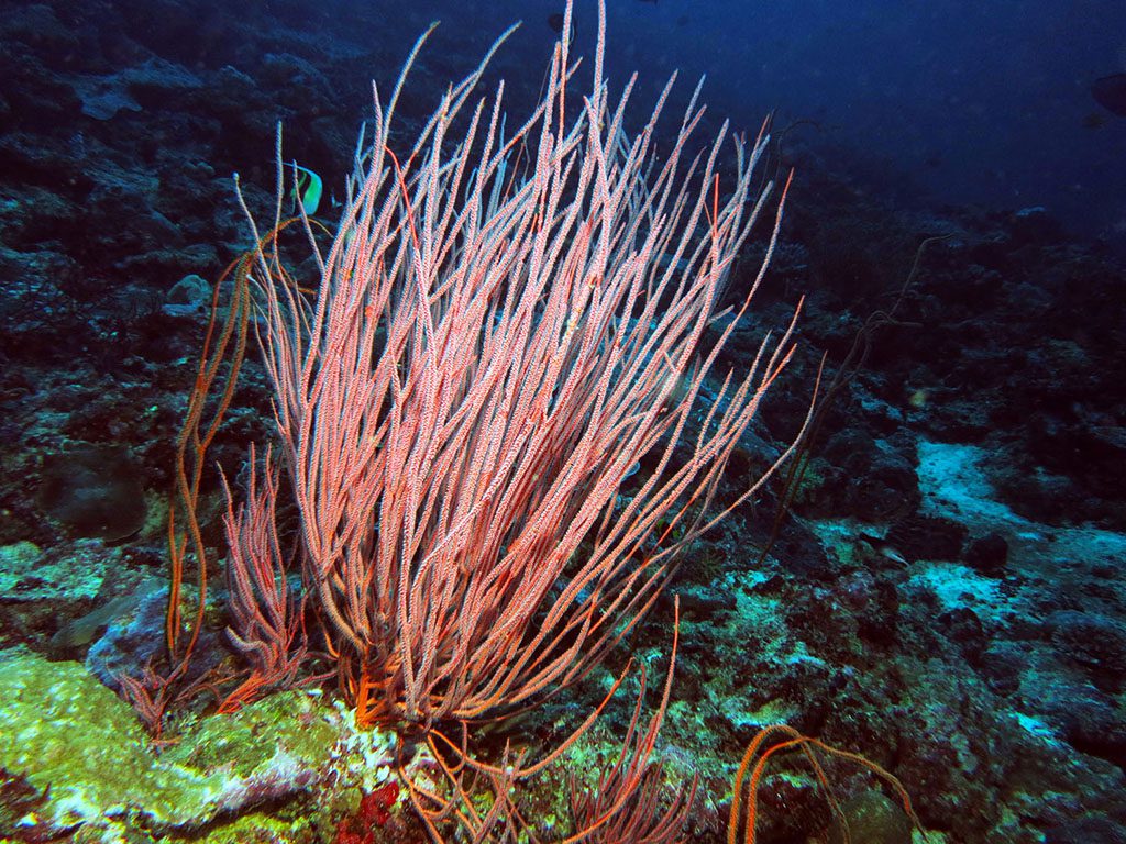Munda Whip coral at Shark Point 0400