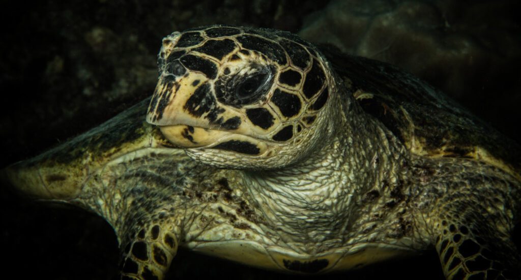 12 big blue vanuatu port vila vanuatu hawksbill turtle