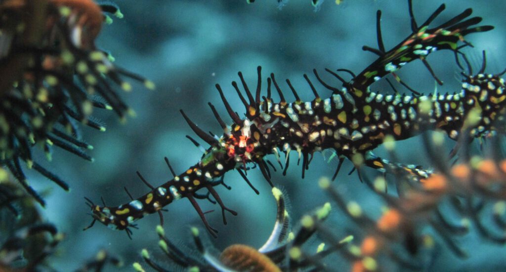 13 big blue vanuatu port vila vanuatu ornate ghost pipefish