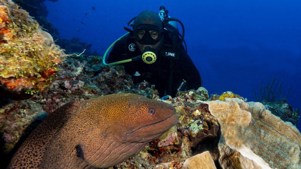 16 big blue vanuatu port vila vanuatu diver moray