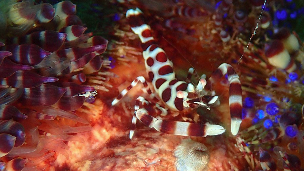 3 big blue vanuatu port vila vanuatu coleman shrimp fire urchin