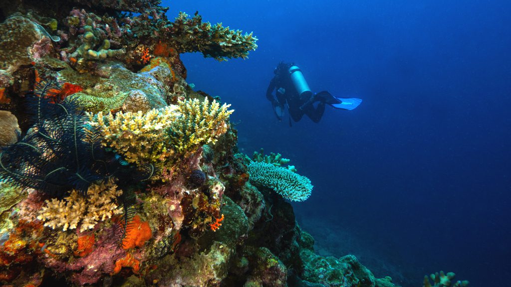 4 big blue vanuatu port vila vanuatu diver reef wall