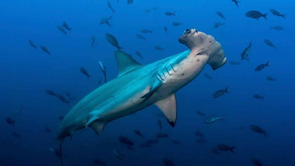 Hammerhead,(sphryna,Lewinii),In,The,Blue Scallooped hammerhead, Rasdhoo Maldives (sphryna,Lewinii)